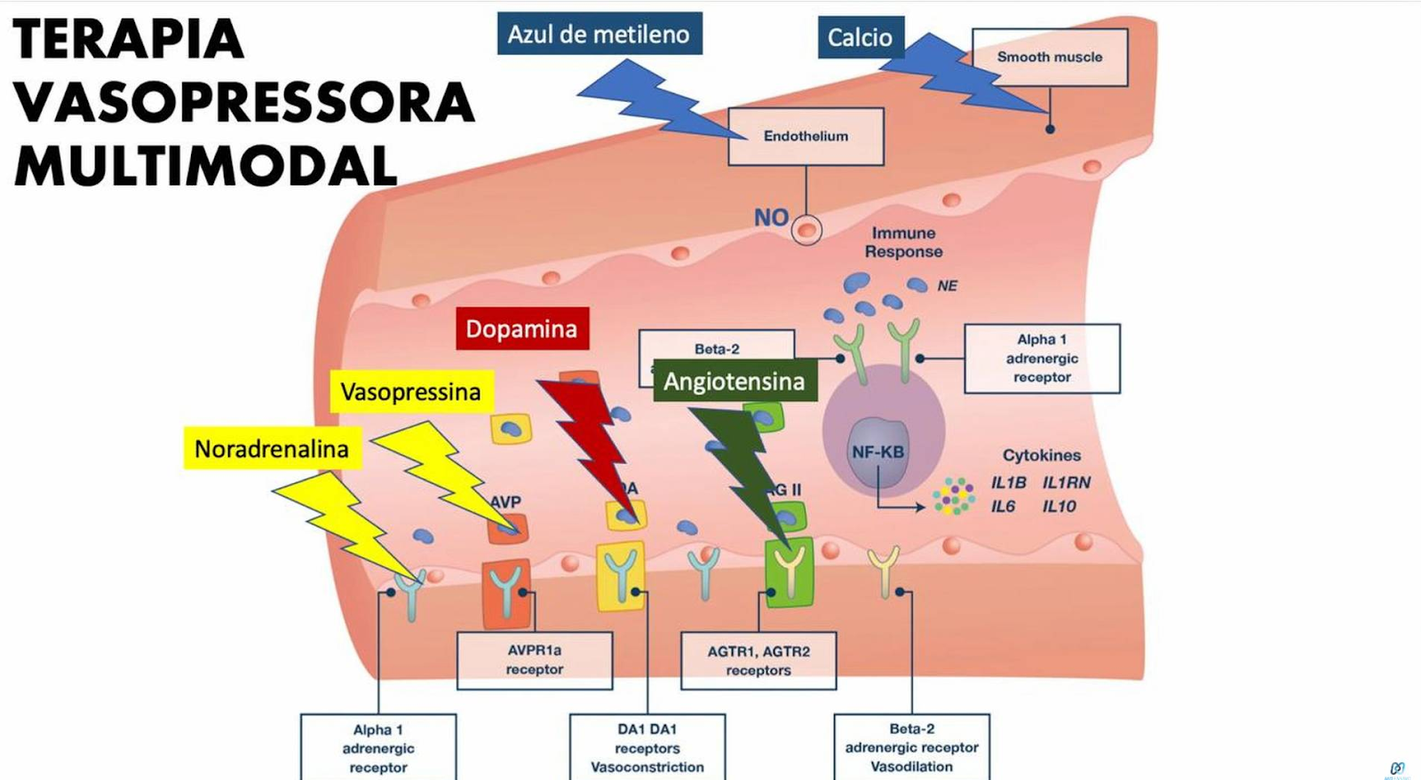 Indicações de vasopressina no choque séptico: quando iniciar e como ...