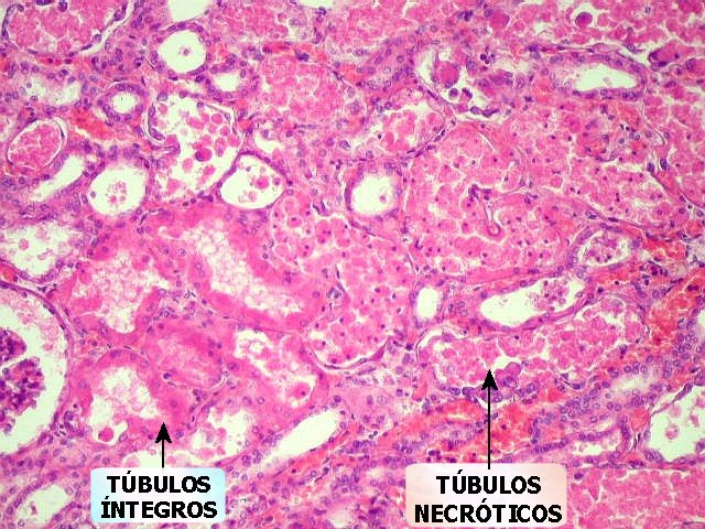 image MedNobel Curso de emergência e intensivo